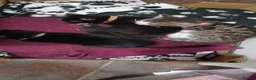 Mixed Breed cats for sale: Beautiful loving kittens  - Advert 10