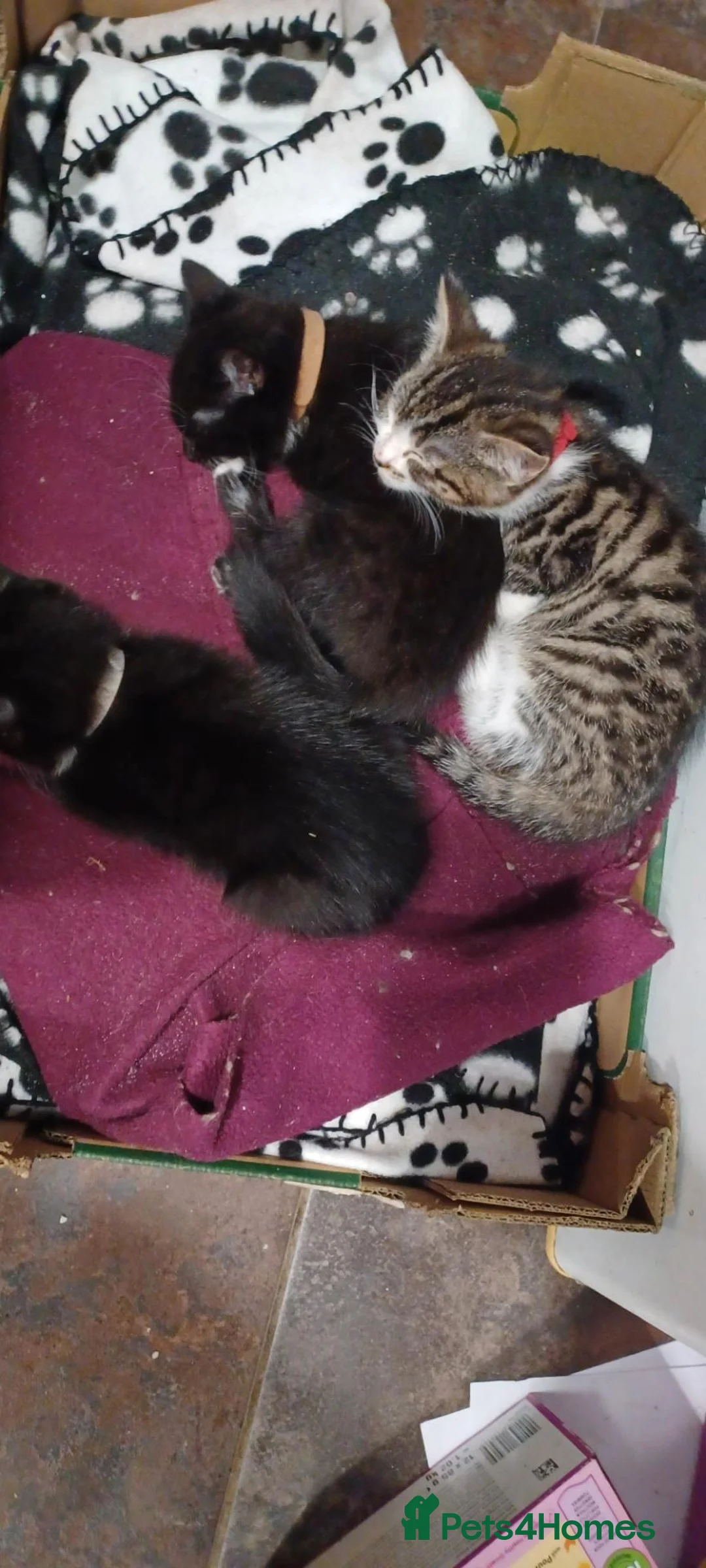Mixed Breed cats for sale: Beautiful loving kittens  - Advert 10