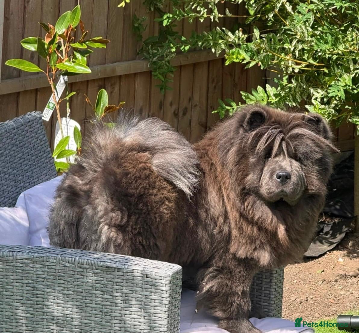 Chow Chow dogs 🧬 KC pure pedigree champion pups 🐻  - Advert 2
