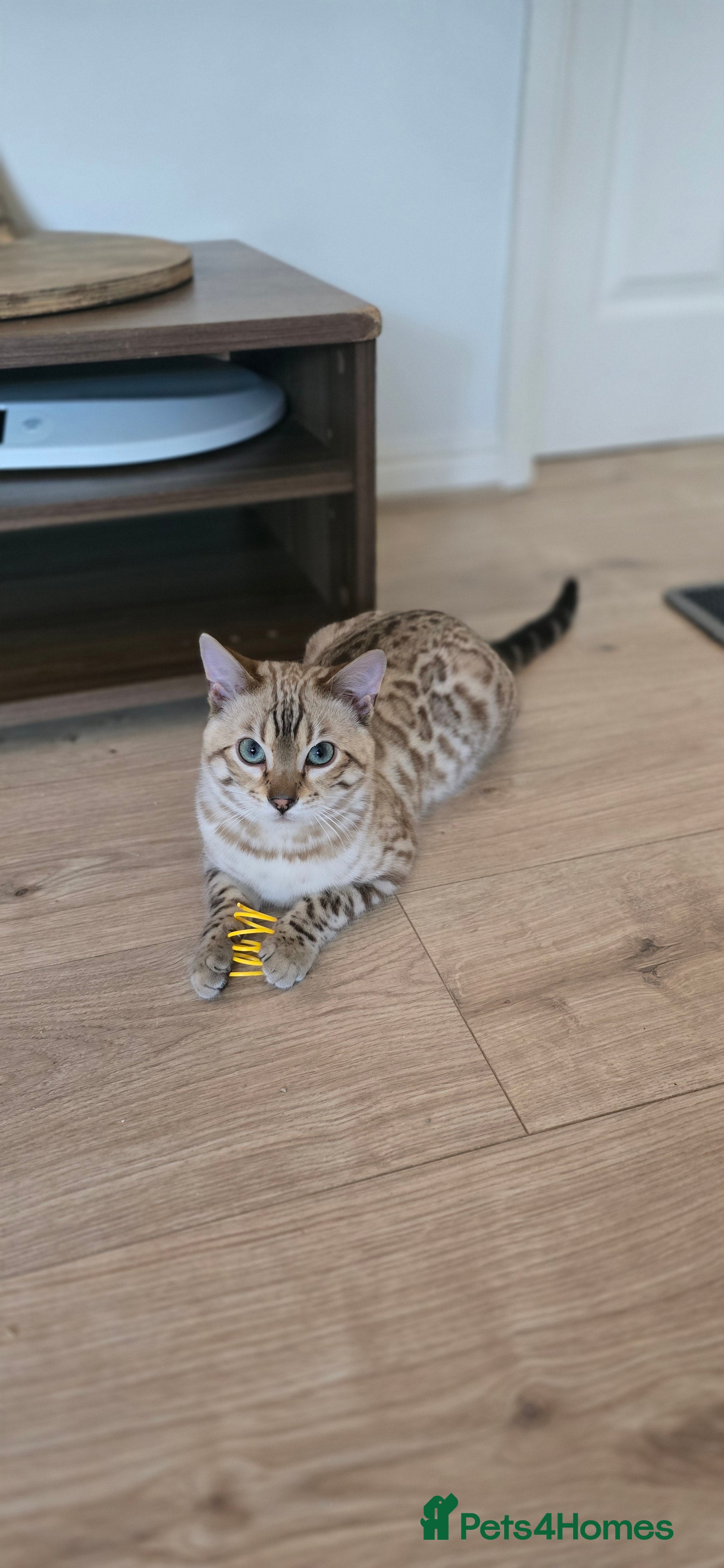 Bengal cats Tica registered Mink bengal boy - Advert 2