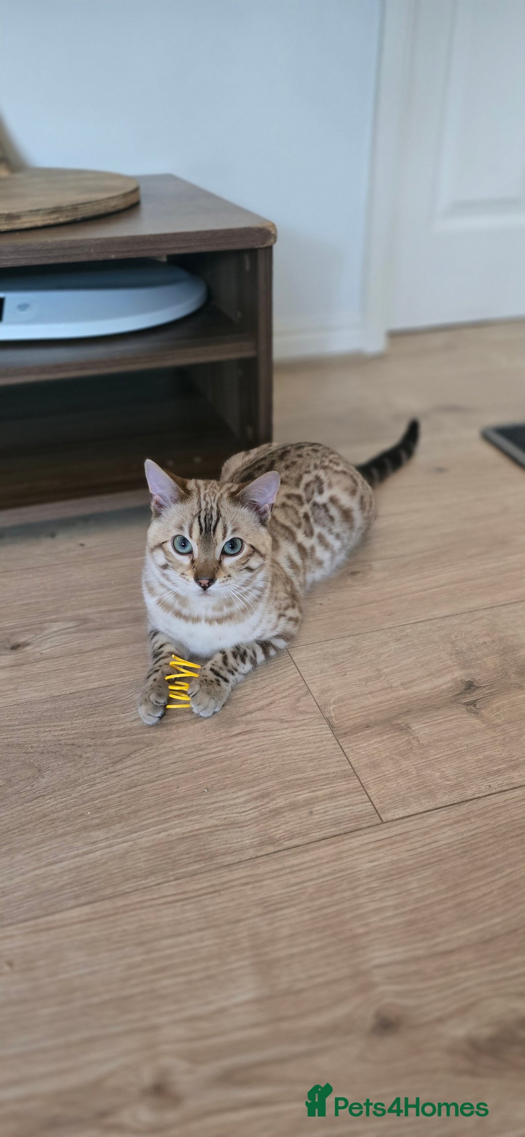 Bengal cats for sale: Tica registered Mink bengal boy - Advert 1
