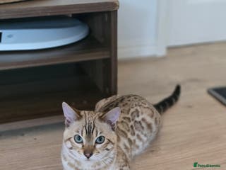 Bengal cats Tica registered Mink bengal boy - Advert 2