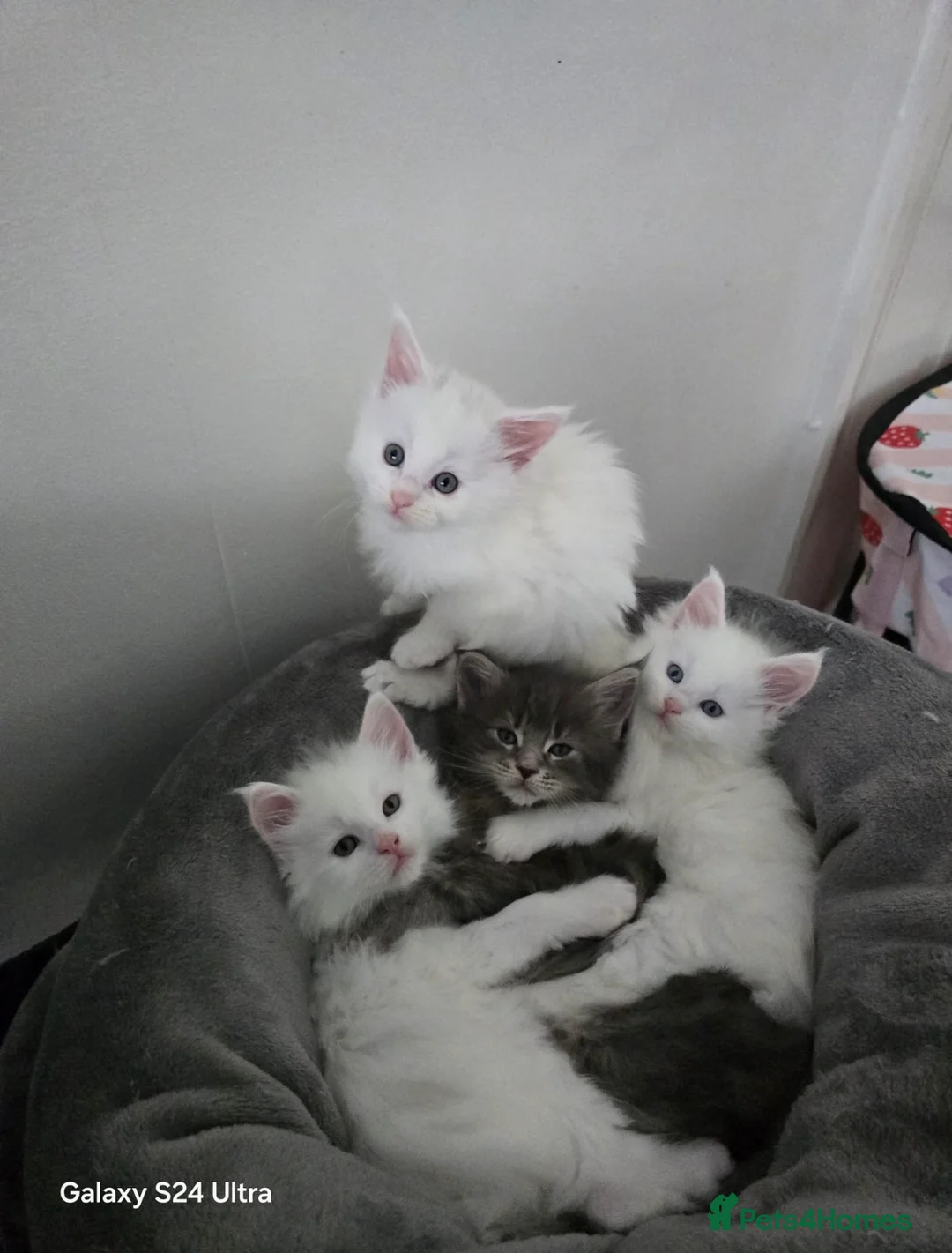 Maine Coon cats for stud: Proven Red tabby Maine coon stud - Advert 26