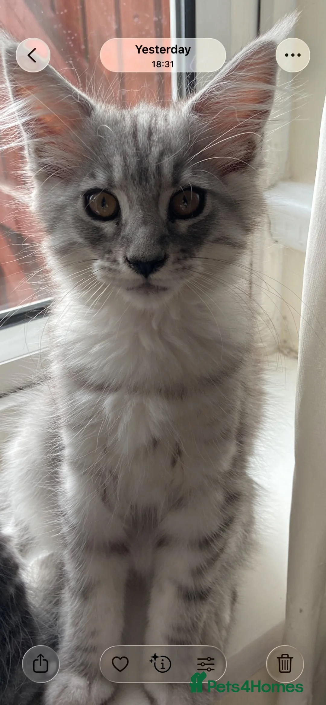 Maine Coon cats for sale: “Stunning” Maine Coon Kittens Ready to Leave Now - Advert 1