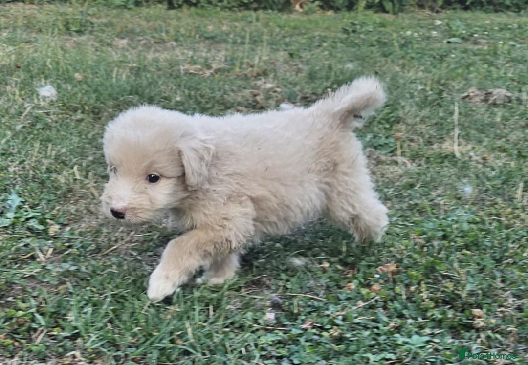 Mixed Breed dogs for sale: F1 Shepadoodle Puppies in Boston - Image 8