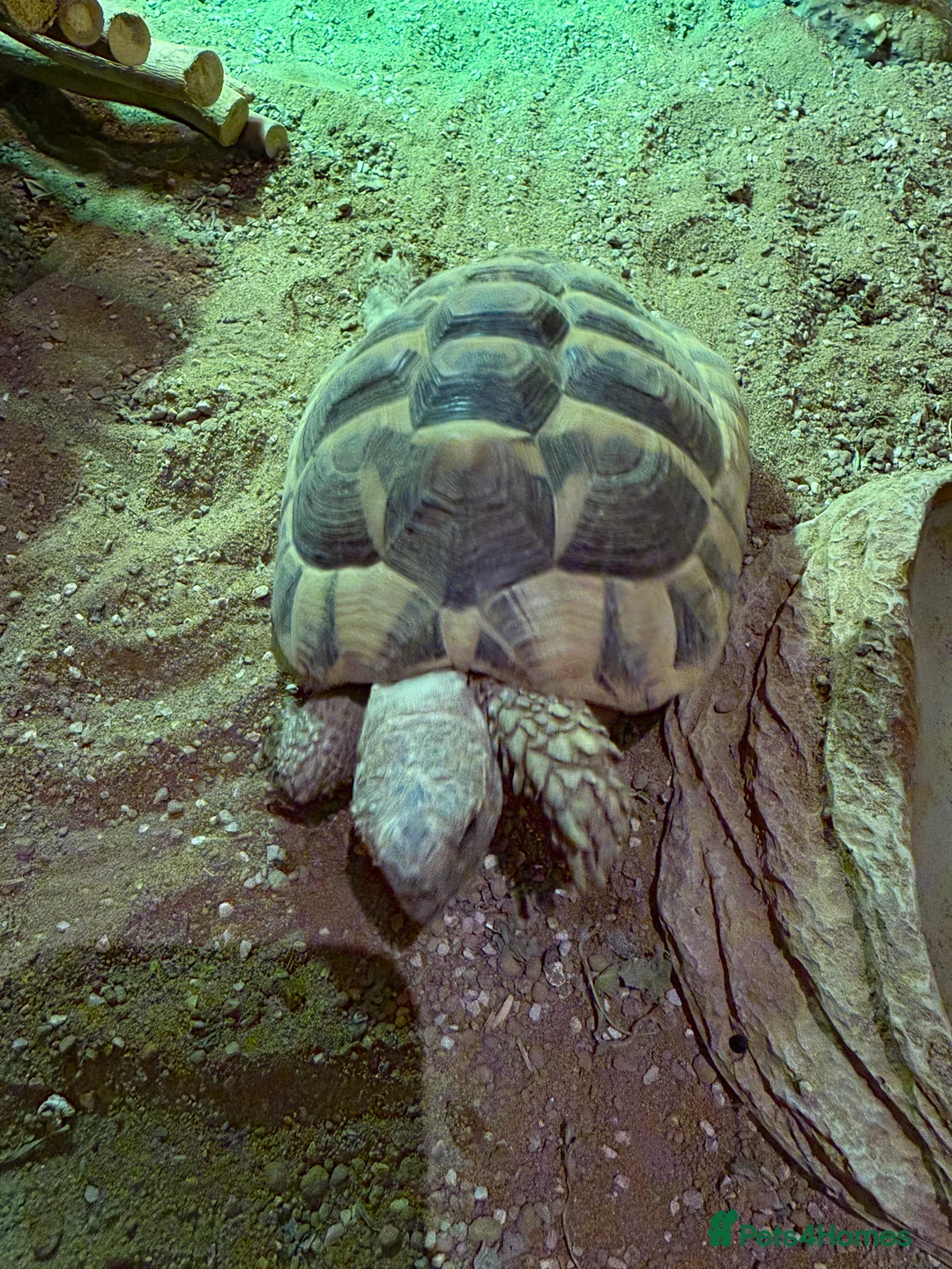 Hermann Tortoise reptiles for sale: 2x Herman Tortoise - Advert 3