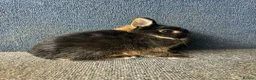 Netherland Dwarf rabbits for sale: Netherland dwarf adults Bucks for sale  - Advert 4