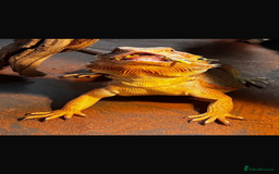 Bearded Dragon reptiles for sale: Bearded dragon  - Image 2