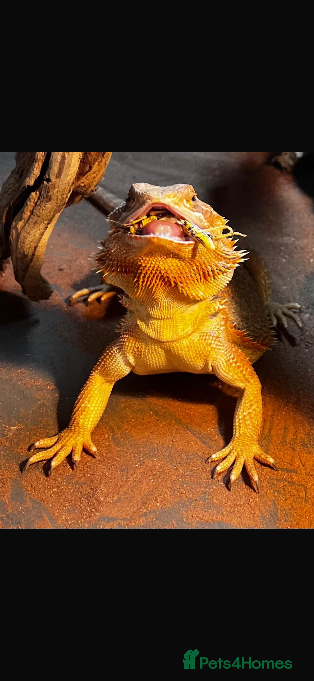 Bearded Dragon reptiles for sale: Bearded dragon  - Image 2