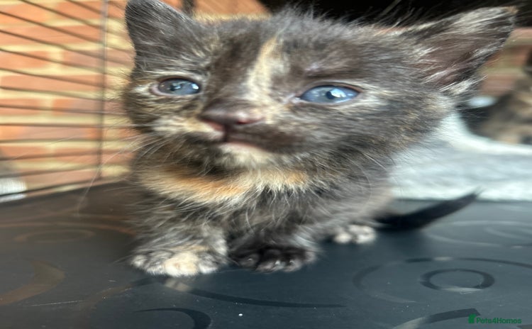 Mixed Breed cats - Advert 7