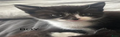 Mixed Breed Kitten 3