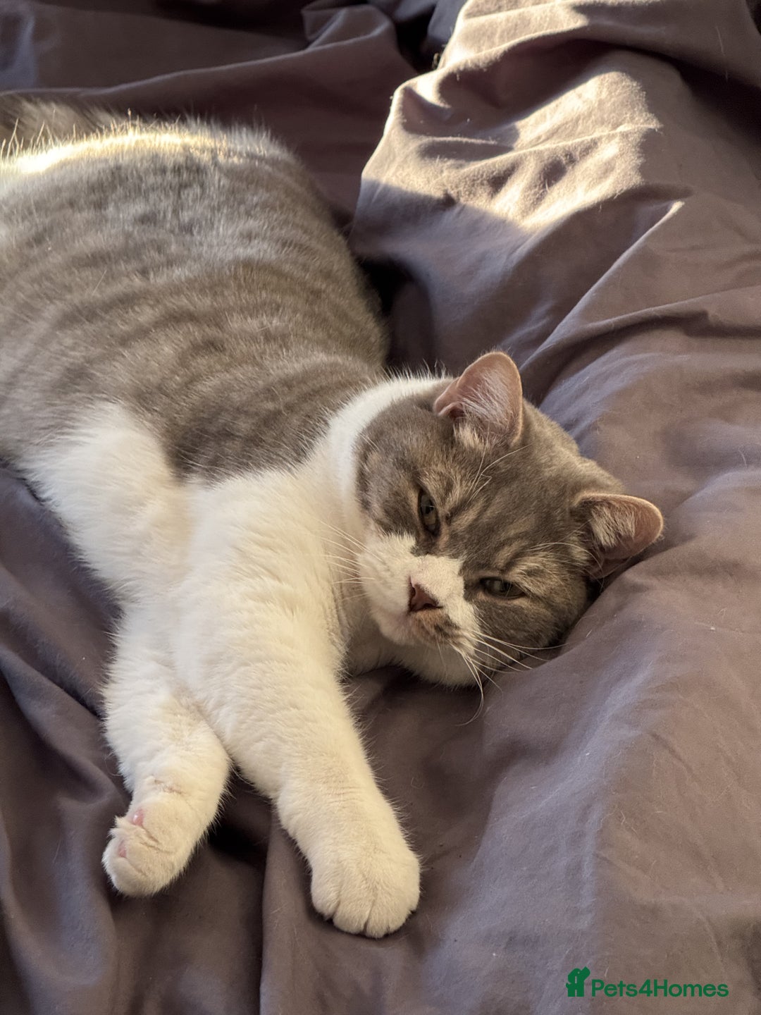 British Shorthair cats for sale: Male british shorthair 2.5 years old indoor only - Advert 11