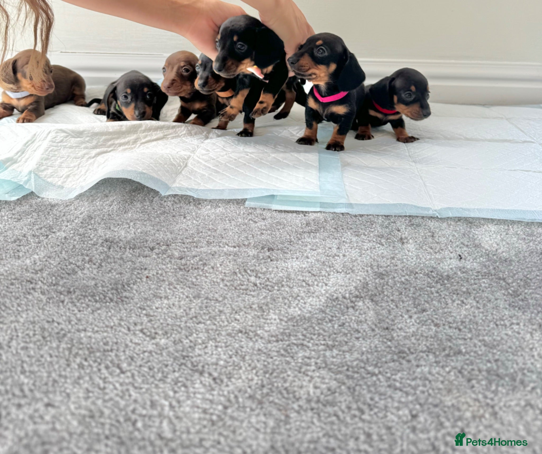 Miniature Dachshund dogs Miniature dachshund’s from health tested parents - Advert 2
