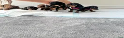 Miniature Dachshund dogs for sale: Ready now Miniature dachshund girls - Advert 6