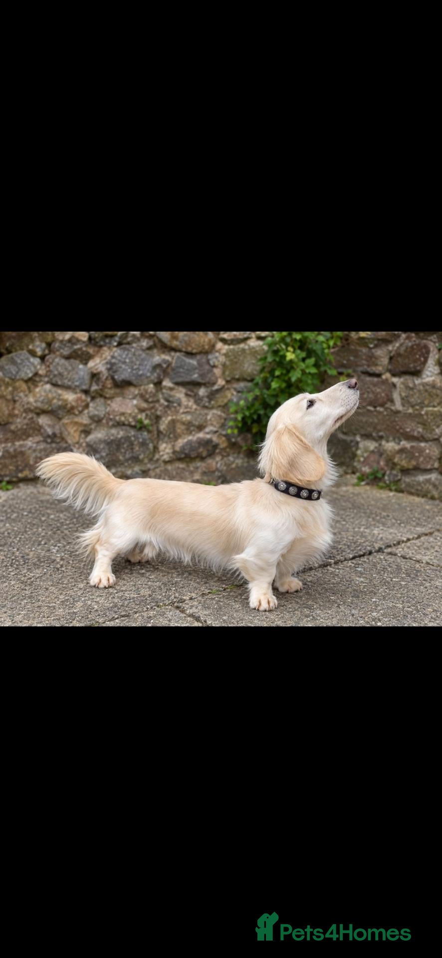 Miniature Dachshund dogs ⭐️STUNNING TINY KC REG CREAM LONTCOAT STUD⭐️ - Advert 14