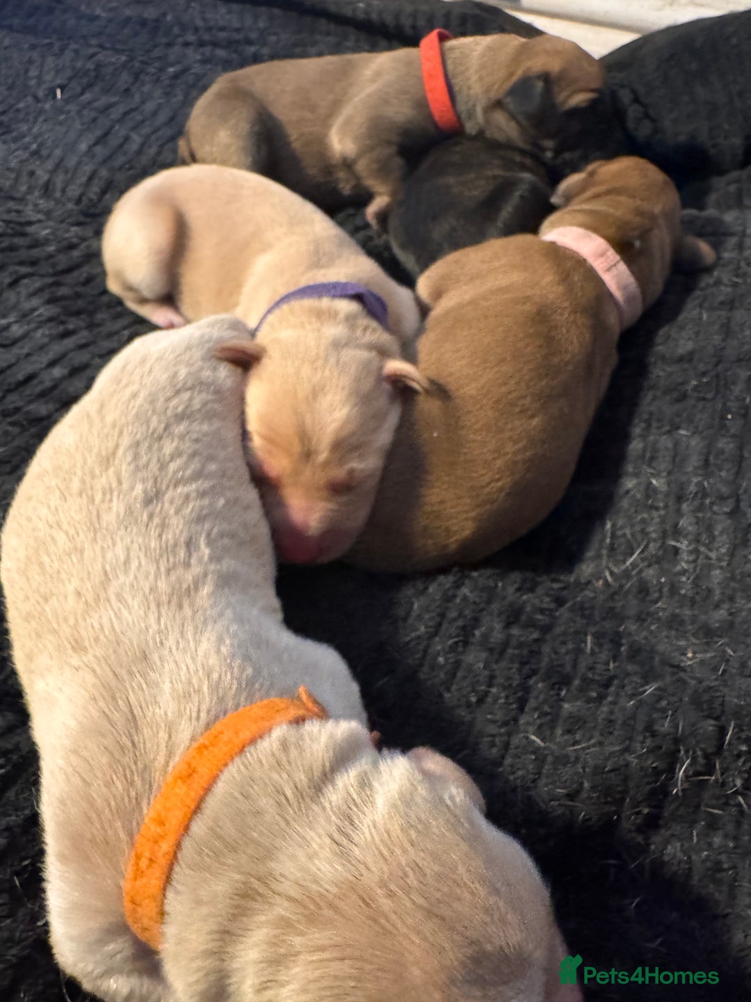 Mixed Breed dogs for sale: Belgian Malinois crosses - Image 11