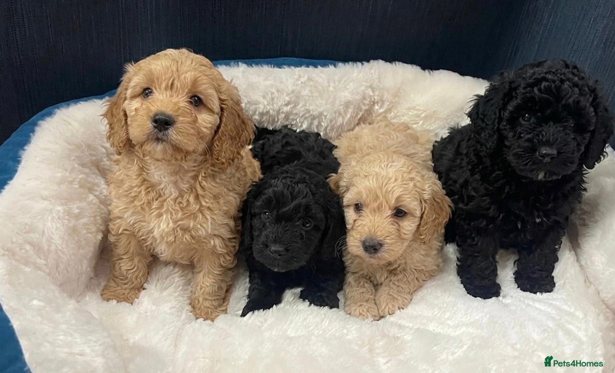 Cockapoo dogs Cockapoo Puppies - Advert 2