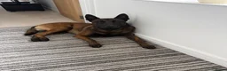 Belgian Shepherd Dog dogs for sale: DARK KC REG BELGIAN MALINOIS PUPPIES - Advert 30