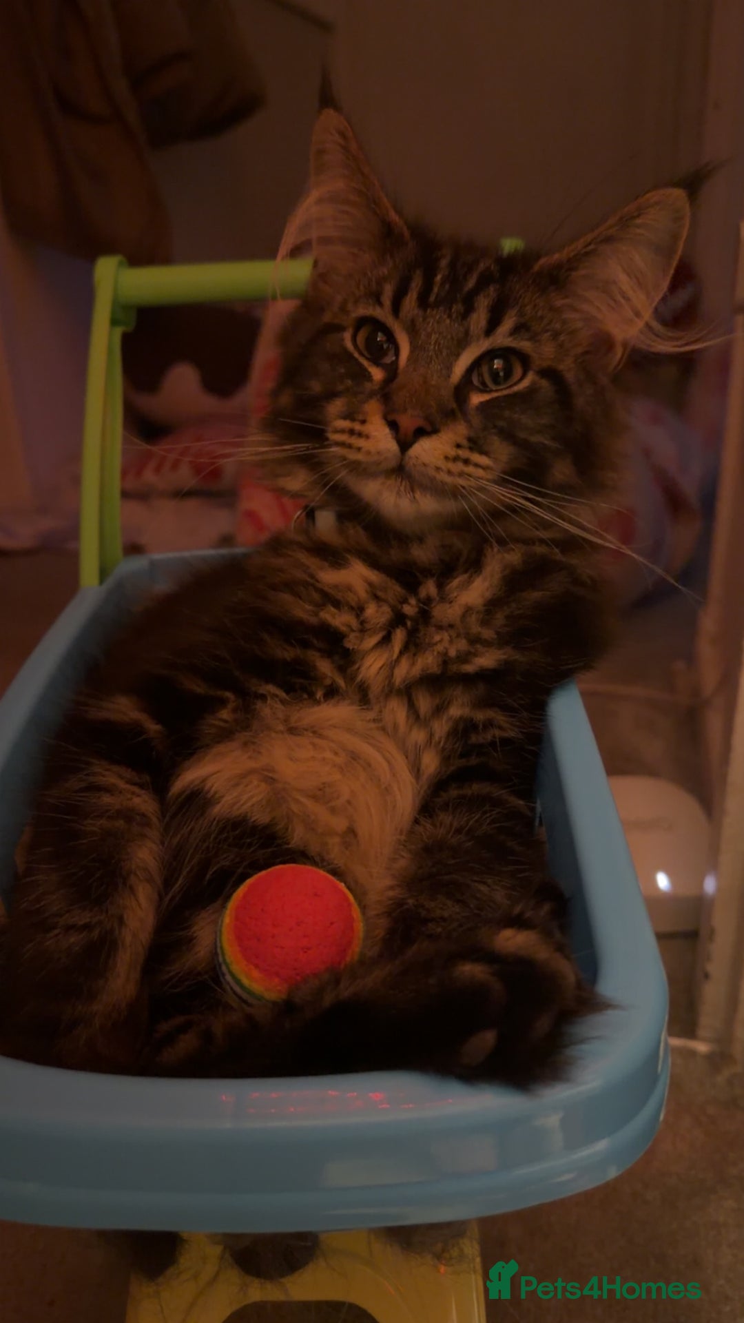 Maine Coon cats for sale: 6 Month Old Maine Coon. - Advert 3