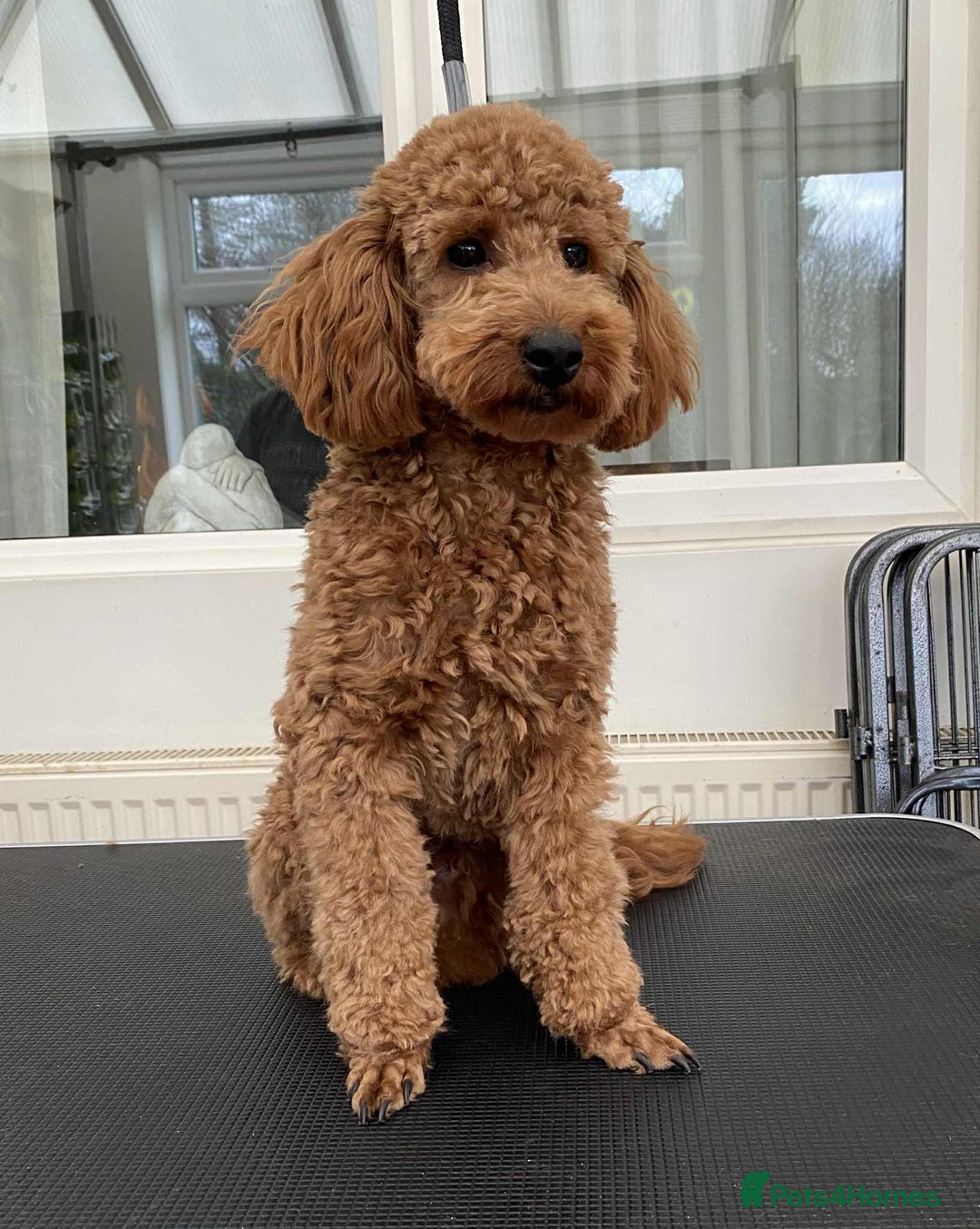 Labradoodle dogs for sale: Miniature Labradoodle puppies - Advert 6