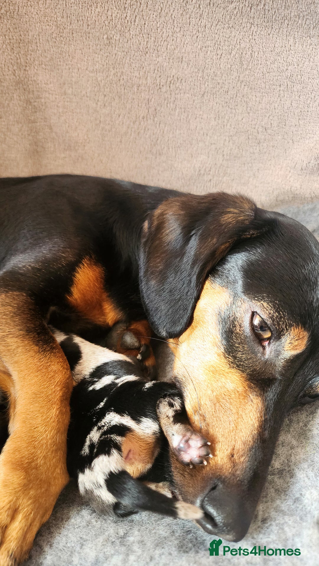 Miniature Dachshund dogs for sale: Miniature dadchund male puppies  - Advert 7