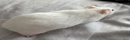 Hamster rodents for sale: Beautiful Syrian Hamsters - Advert 4