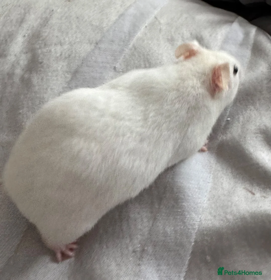 Hamster rodents for sale: Beautiful Syrian Hamsters - Advert 4
