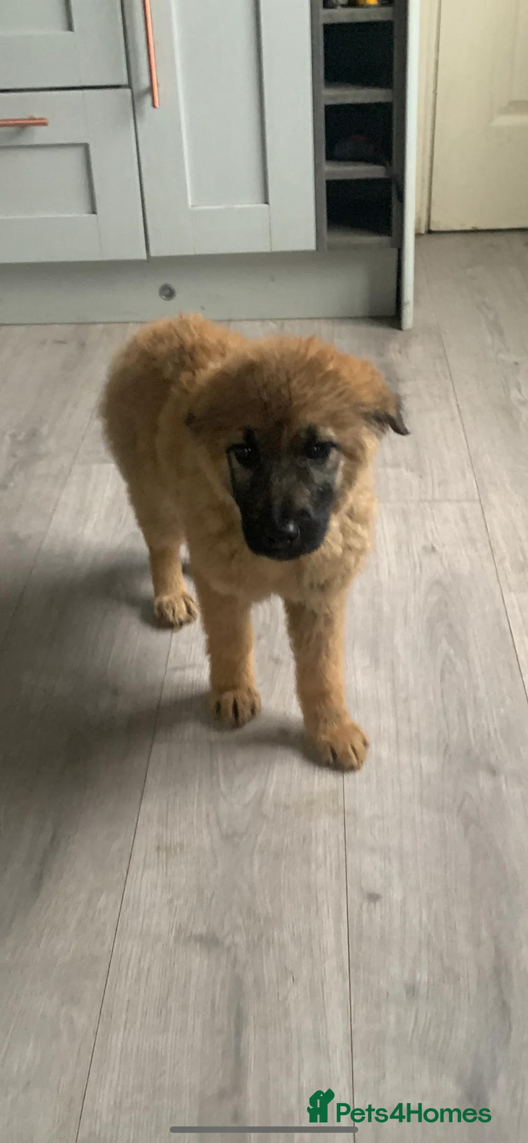 Mixed Breed dogs for sale: German shepherd x Caucasian shepherd puppies - Advert 6
