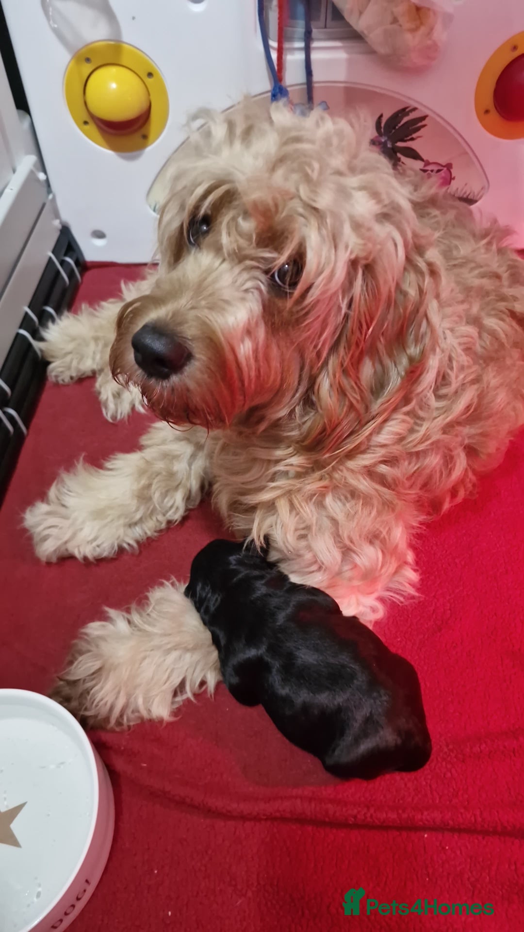 Goldendoodle dogs for sale: Miniature Goldendoodle pure black boy - Advert 2
