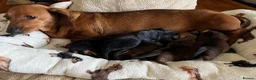 Dachshund dogs for sale: Dachshund-Miniature Smooth  - Advert 1
