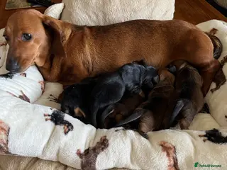 Dachshund dogs Dachshund-Miniature Smooth - Advert 1