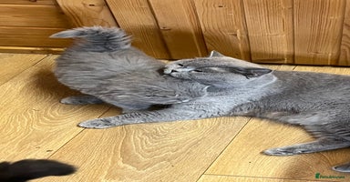 British Longhair cats - Advert 13