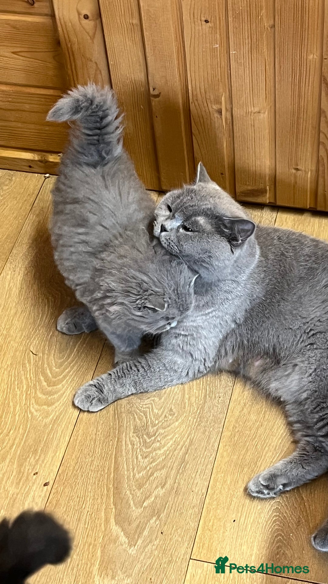 British Longhair cats for sale: Lynnaes Sahah - Image 2