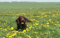 Sprocker dogs for stud: Sprocker Stud - Image 7