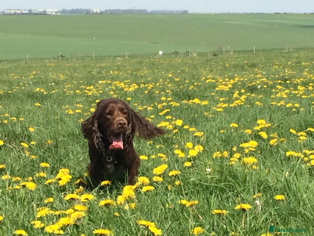 Sprocker dogs for stud: Sprocker Stud - Image 7