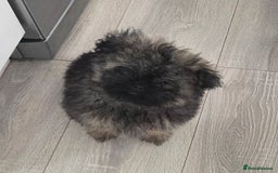 Mixed Breed dogs for sale: Shitzu x pomeranian Shiranian READY TO GO NOW  - Image 8