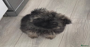 Mixed Breed dogs - Advert 11