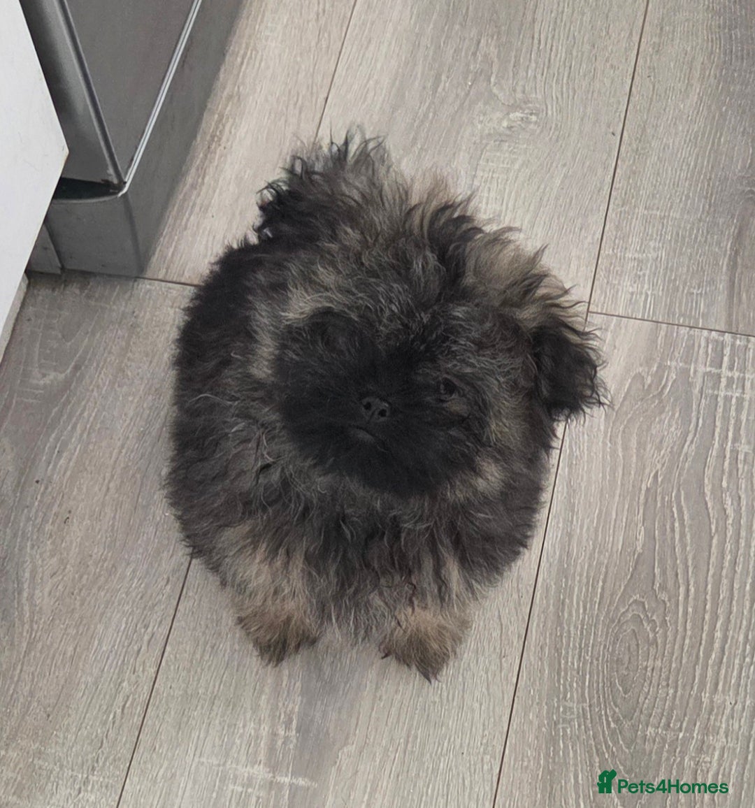 Mixed Breed dogs for sale: Shitzu x pomeranian Shiranian READY TO GO NOW  - Image 8