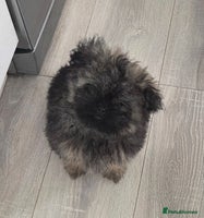 Mixed Breed dogs - Advert 11