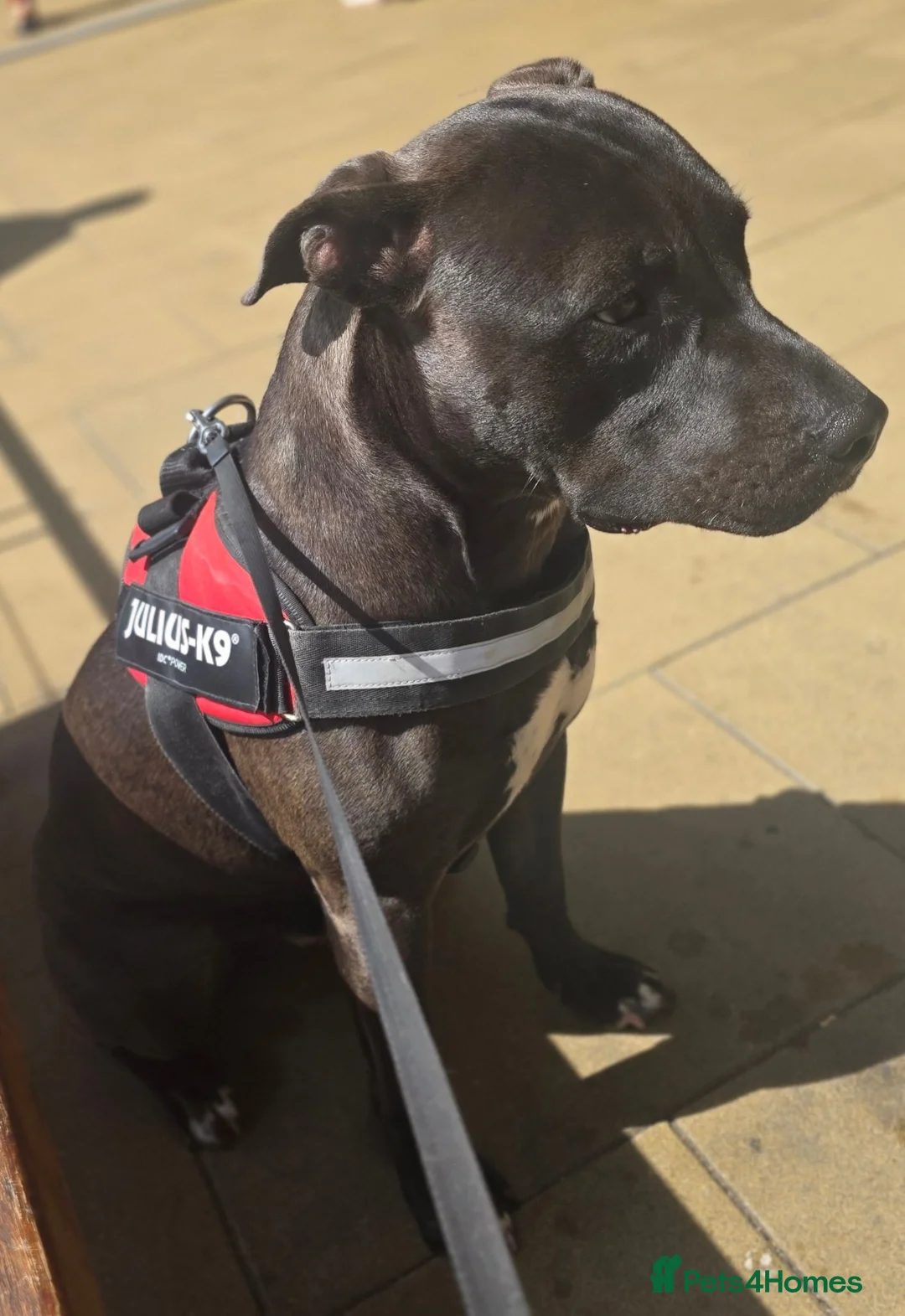 Mixed Breed dogs for sale: Thanos - Advert 7