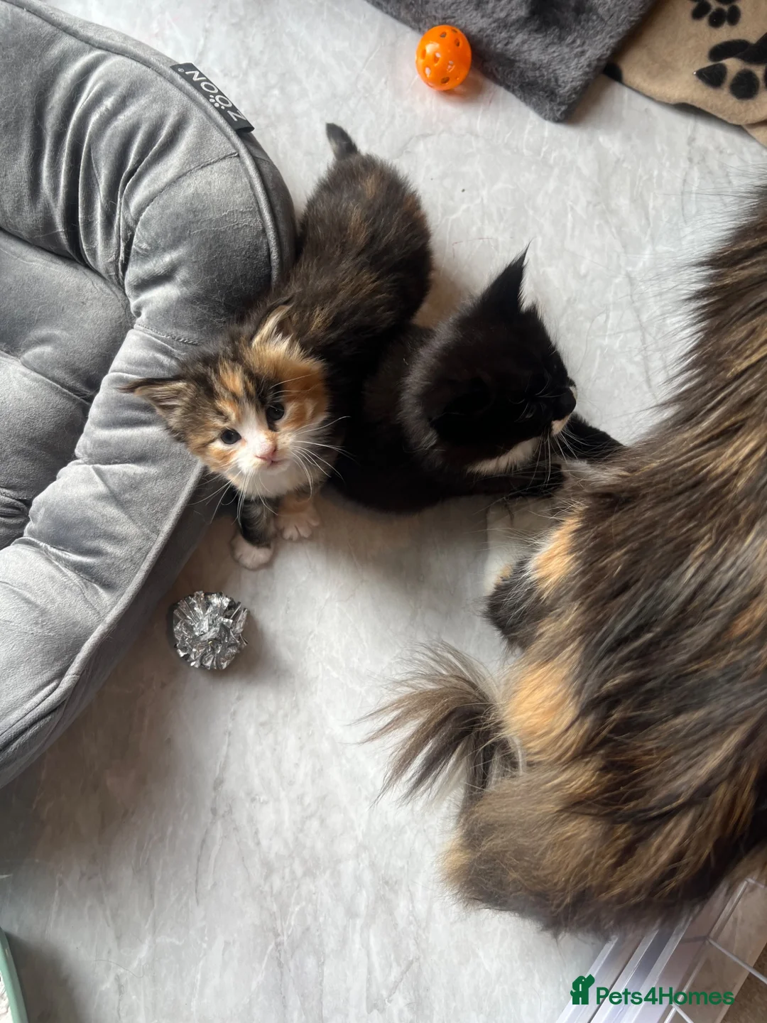 Maine Coon cats for sale: 2 beautiful Maine coon kittens - Advert 1