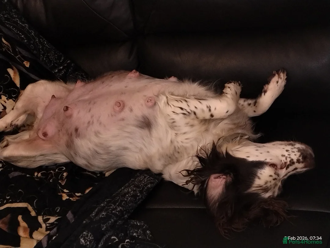 Cockapoo dogs for sale: Cockapoo puppies 100%  - Advert 6