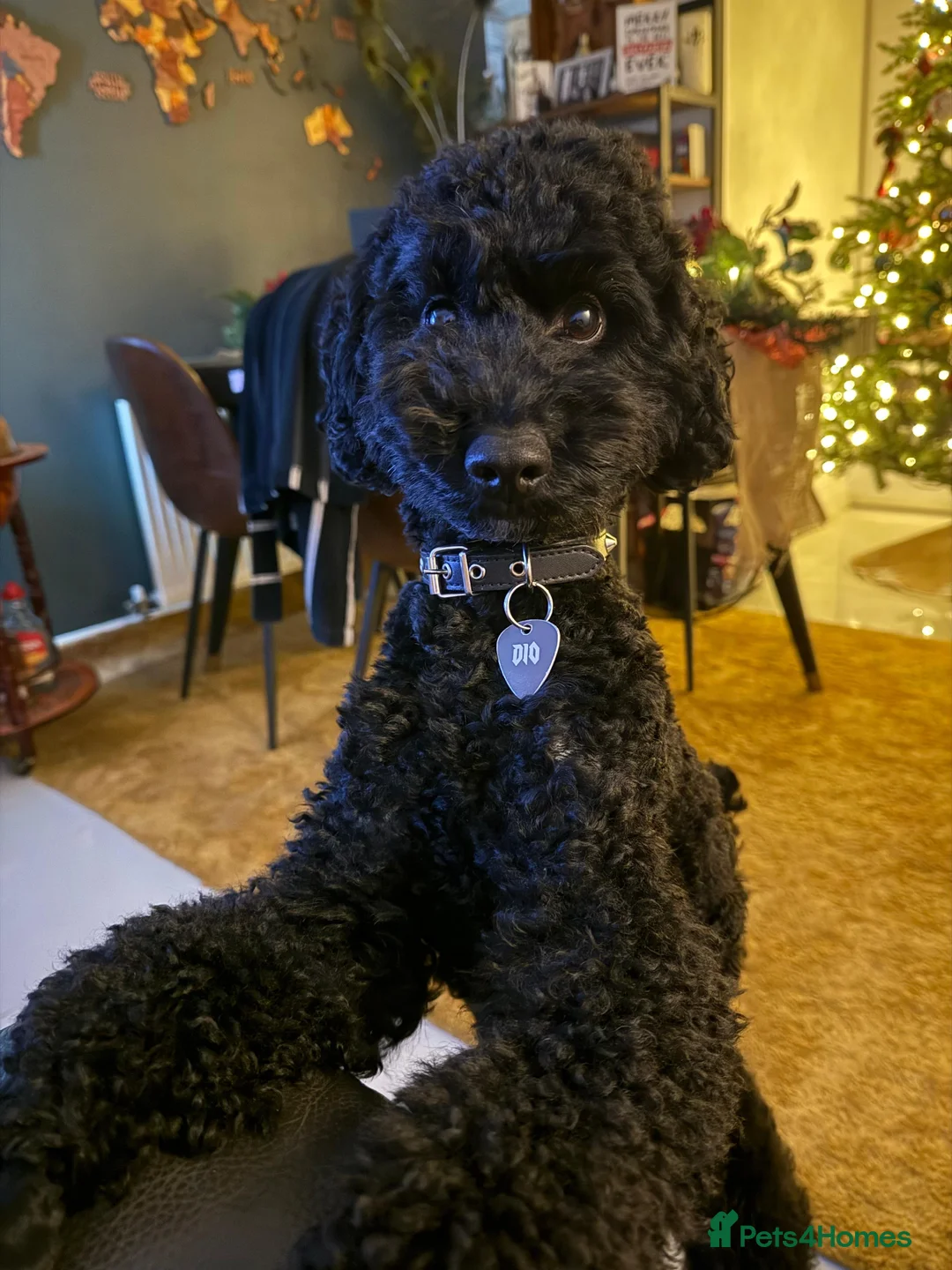 Poodle dogs for stud: Dio - Male Black Miniature Poodle - Advert 5