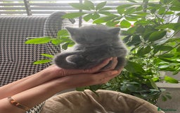 British Shorthair cats for sale: Stunning British short hair GCCF/TICA - Advert 8