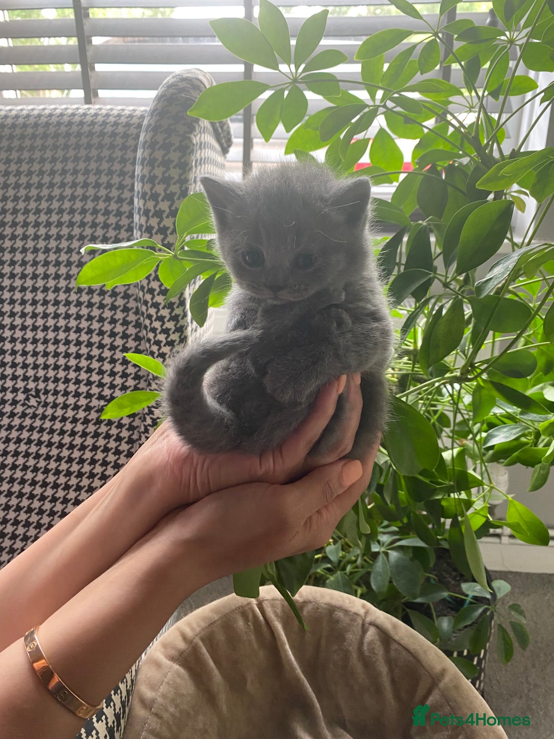 British Shorthair cats for sale: Stunning British short hair GCCF/TICA - Advert 8