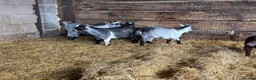 Goats livestock for sale: Pygmy Goat Wethers  in Gloucester - Advert 3