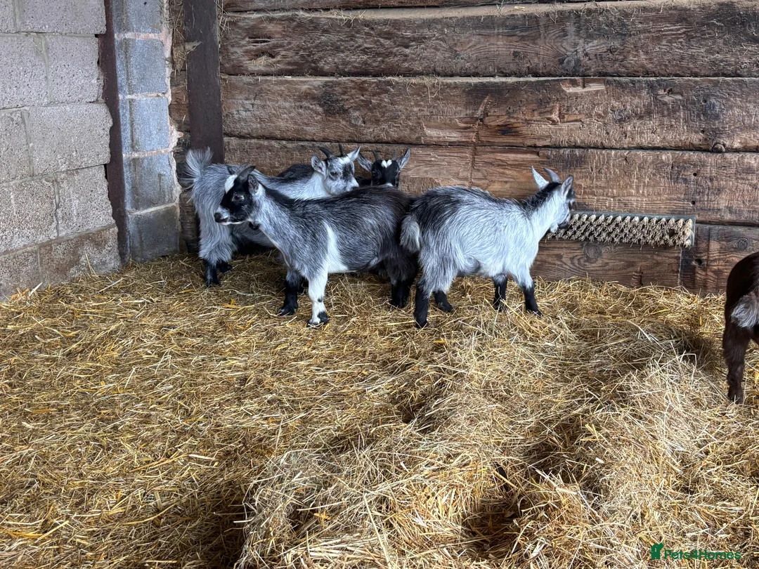 Goats livestock for sale: Pygmy Goat Wethers  in Gloucester - Advert 3