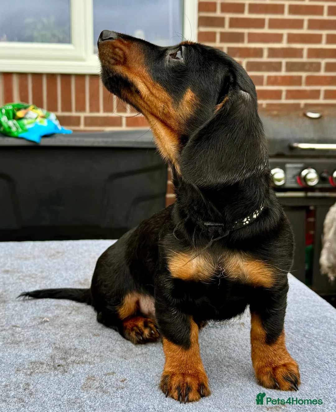 Dachshund dogs for sale: Dachshund puppies standard, wired-haired & smooth - Advert 14