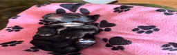 Portuguese Water Dog dogs for sale: Pure Unique Portuguese Water  Dogs  in Redruth - Advert 3
