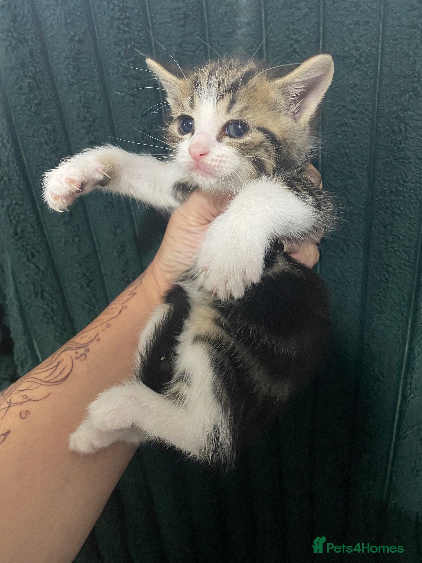 American Shorthair cats Ready now ,Beautiful docile boy  - Advert 11
